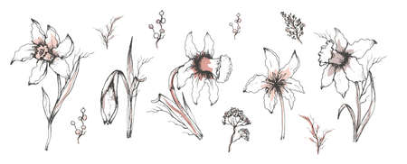 Narcissus spring set. realistic, hand-drawn doodling elements, bouquets. modern flowers for print, Wallpaper, paper, decor, postcard, invitation. art vintage style. vector illustrationのイラスト素材