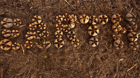 Environmental Earth written in shells on soil.