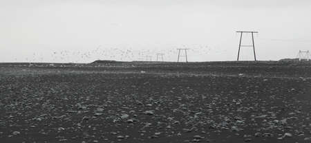 High-voltage, black sand, Icelandic coastline and seaguls, black and white