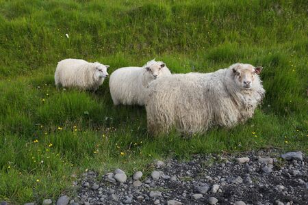 Three white icelandic sheep graze in Iceland