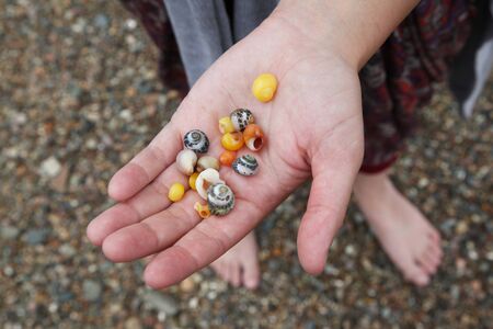 Colorful seashells at low tide in Brittany in Franceの写真素材