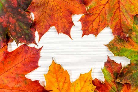Autumn maple leaf