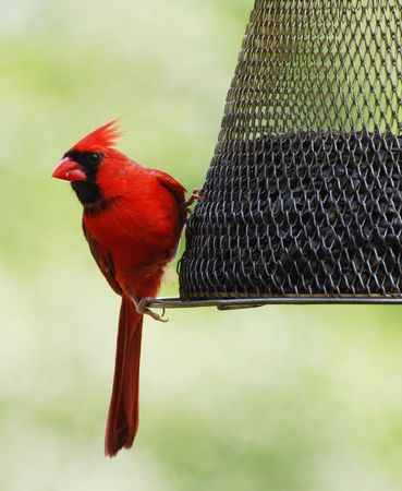 Cardinalの写真素材