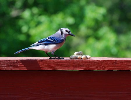 Blue Jayの写真素材