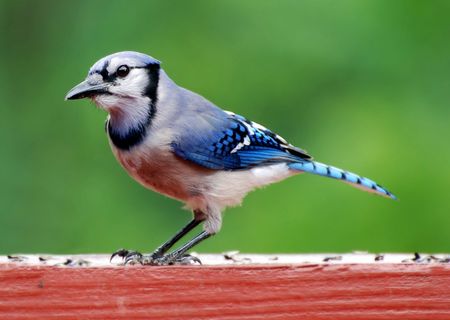Blue Jayの写真素材