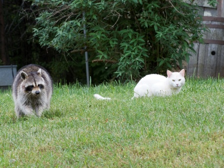 Pregnant Raccoon and Male Catの写真素材