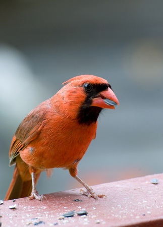 Cardinalの写真素材
