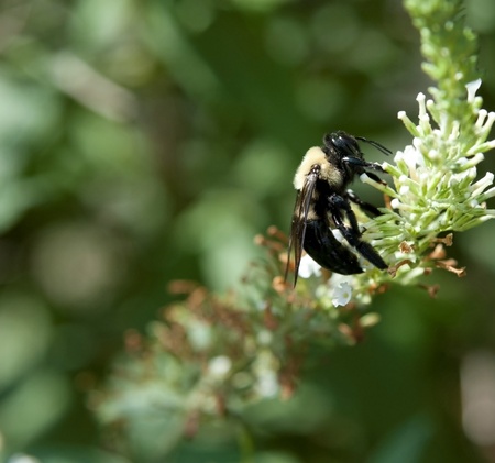 Bumble bee feeding on a butterfly bush