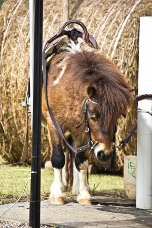 little horse in the safariの写真素材