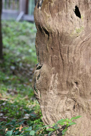 bark of big treeの写真素材
