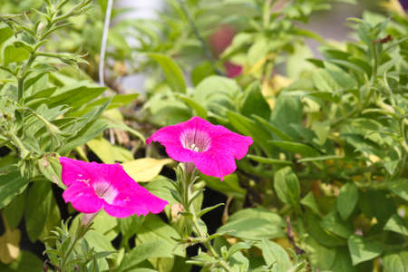 beautiful pink flower in the yardの写真素材