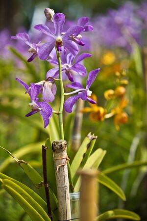 purple orchid in the forestの写真素材
