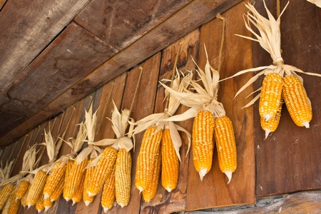 old corn hang on the wall in swiss sheep farmの写真素材