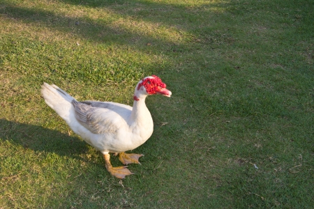 Muscovy duck in the farmの写真素材
