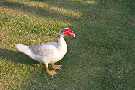 Muscovy duck in the farmの写真素材