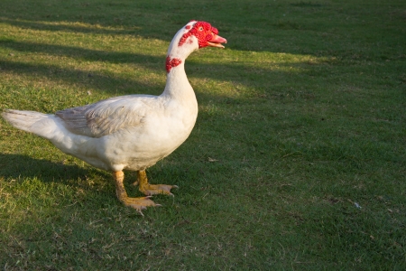 Muscovy duck in the farmの写真素材