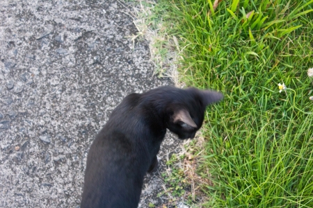 black cat in the gardenの写真素材