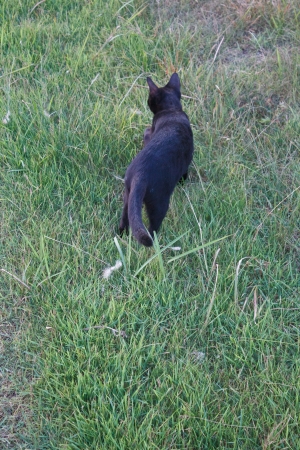 black cat in the gardenの写真素材