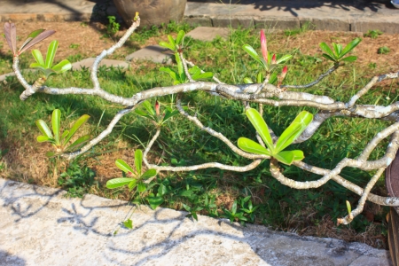 Champaka in the Thailand gardenの写真素材
