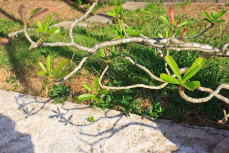 Champaka in the Thailand gardenの写真素材
