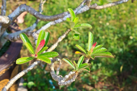 Champaka in the Thailand gardenの写真素材