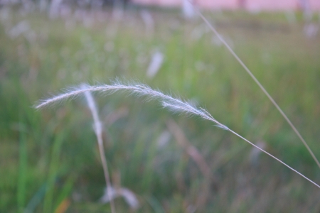 flora glass in the gardenの写真素材