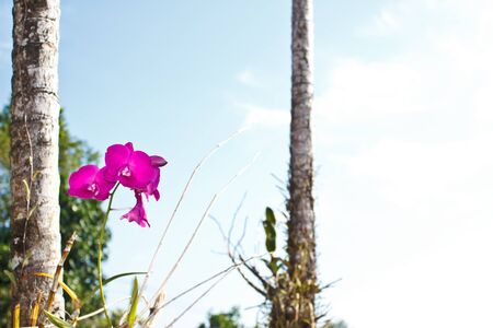 pink orchid in the gardenの写真素材