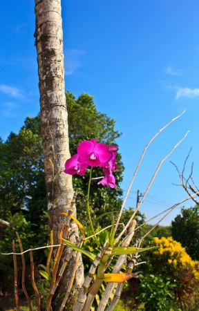 pink orchid in the gardenの写真素材