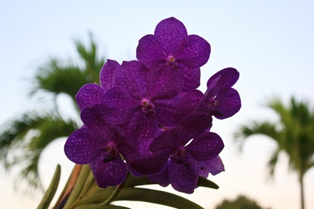 purple orchid in the gardenの写真素材