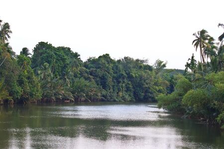 river in the jungle evening viewの写真素材