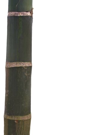 bamboo on the white backgroundの写真素材