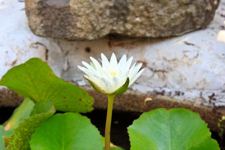 White lotus very beautiful flowerの写真素材