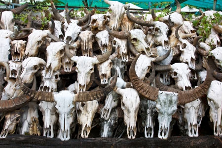 Buffalo skull in Temple of Thailandの写真素材