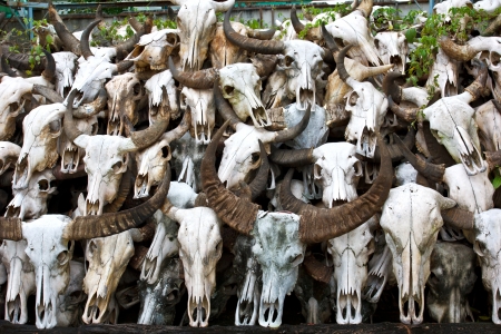 Buffalo skull in Temple of Thailandの写真素材