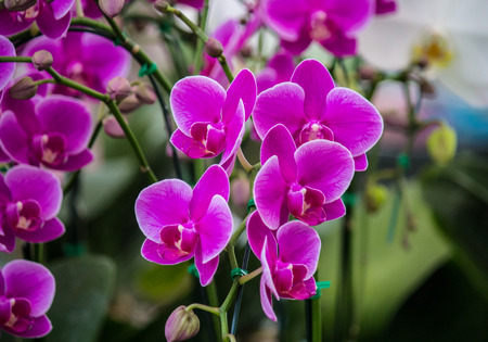 Purple flowerの写真素材