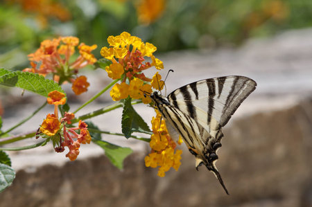 a Butterfly on Flowersの写真素材