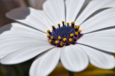 a Daisyの写真素材