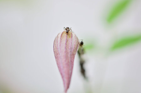 a Ant on a Lookoutの写真素材