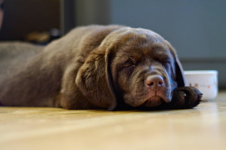 a brown cute Labrador Puppyの写真素材
