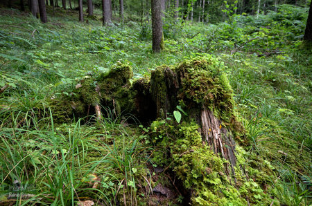 Green Moss in the Woodの写真素材