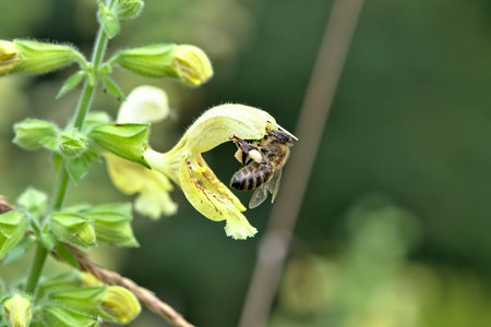 a Beeの写真素材