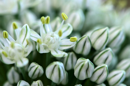 young Onion Plantの写真素材