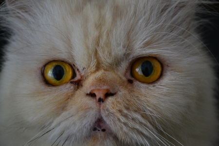 close up of a cat's unknown impressionの写真素材