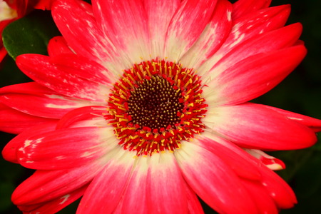 Close up shot of a red vibrant daisy flowerの写真素材