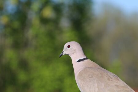 Close-up of a pigeon with trees in the backgroundの写真素材