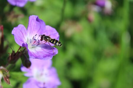 Close-up of a hoverfly and cranesbill flower in the mountainsの写真素材
