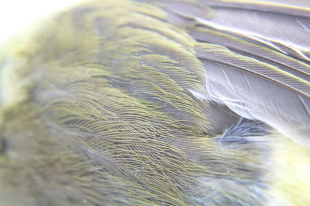 Close up bird feathersの写真素材