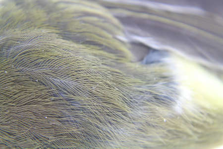 Close up bird feathersの写真素材
