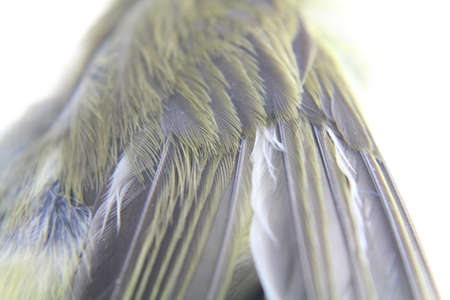 Close up bird feathersの写真素材