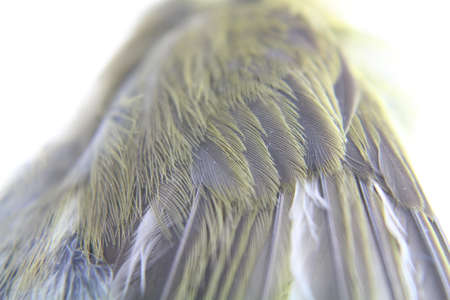Close up bird feathersの写真素材